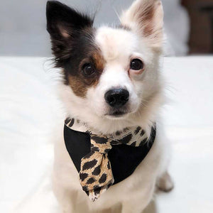 Italian volpino wearing high fashion dog bandana animalier style with tie.
