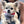 Dog Bandana London Calling